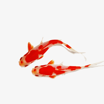 Koi, Carp, Fish PNG Transparent Image and Clipart for Free Download
