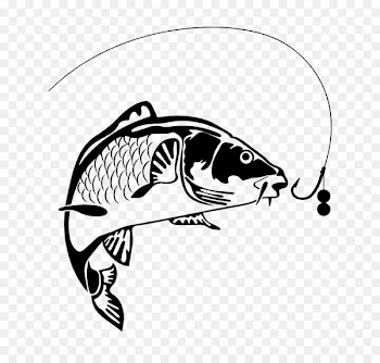 Koi Carp fishing - fish 