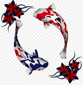 Koi Carp Ornamental fish Drawing - Vector ornamental carp fish 