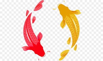Koi Carp Photography Clip art - fish 