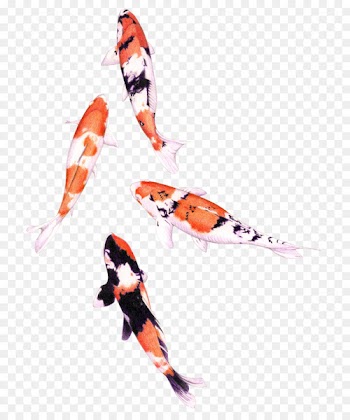 Koi Colored pencil Drawing Watercolor painting Fish - fish 