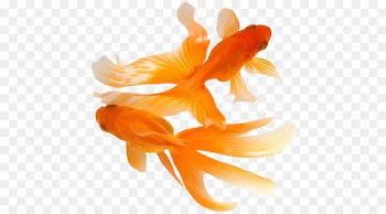 Koi Comet Ryukin Fish Aquarium - fish 
