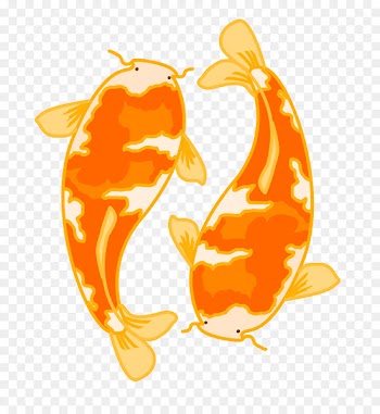 Koi Common goldfish Aquarium Illustration Ornamental fish - brocade carp 