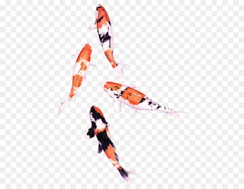 Koi Drawing Watercolor painting Fish Colored pencil - koi 