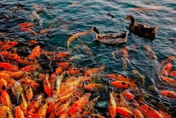 Koi Fish