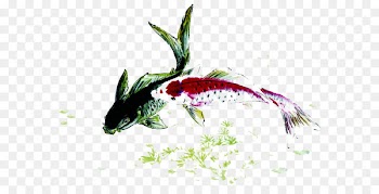 Koi Fish Carp Ink - Pisces play 