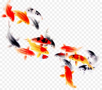 Koi Fish Computer file - fish 