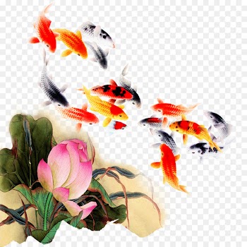 Koi Fish Computer file - Kam fish lotus 