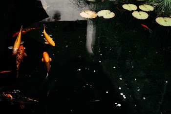 Koi Fish In A Pond