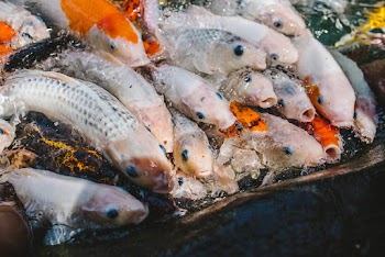 Koi Fish In Water