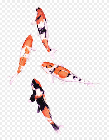 Koi Fish Png Graphic Royalty Free Stock - Png Water Color Fish ...