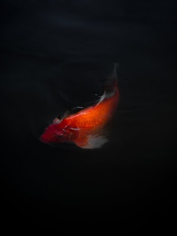 Koi Fish Swimming in the Dark