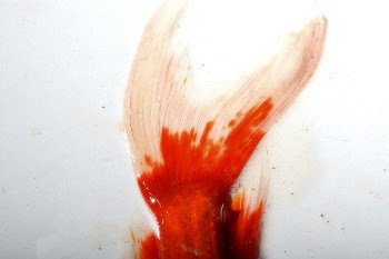 Koi fish tail close up. | Free Photo - rawpixel