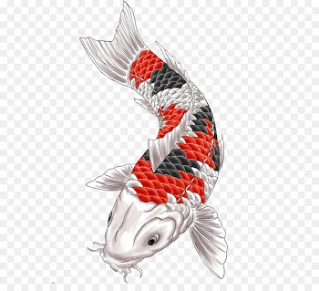 Koi Fishing bait Catla catla Carp - koi tattoo 