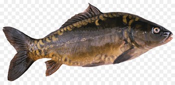 Koi Freshwater fish Carp - fish 