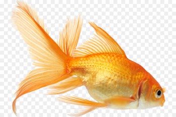 Koi Goldfish Aquarium fish feeder - goldfish 