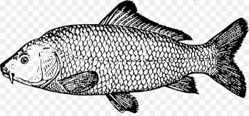 Koi Goldfish Carp fishing Drawing - vis vector 