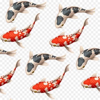 Koi Goldfish Carp Illustration - Japanese carp vector illustration 