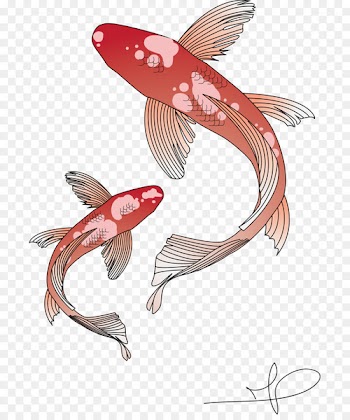Koi Goldfish Carp - koi 
