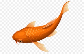 Koi Goldfish Clip art - Orange Koi Fish Transparent Clip Art PNG Image 