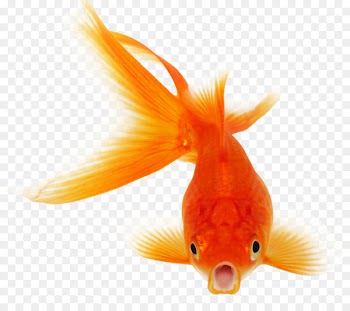 Koi Goldfish Clip art Portable Network Graphics - fish 