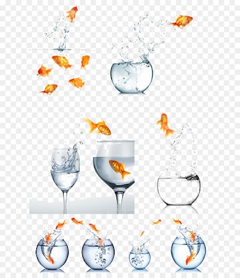 Koi Goldfish - Goldfish jump out of the tank 