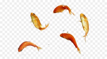 Koi Goldfish Icon - Jumping fish 