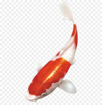 Koi Goldfish - Koi 