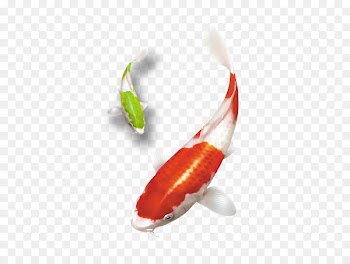 Koi Goldfish Labeoninae Slender danios - Goldfish swimming 