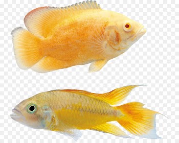 Koi Goldfish Ornamental fish - fish 