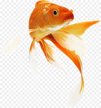 Koi Goldfish Siamese fighting fish Carp - fish 