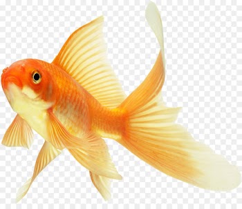 Koi Lionhead Common goldfish Ryukin Red Cap Oranda - fish 