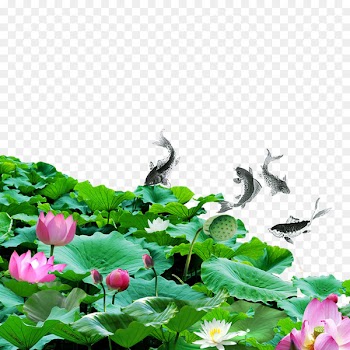 Koi Nelumbo nucifera Ink wash painting Poster - Lotus Kam fish 