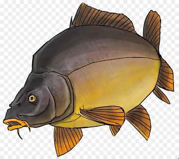 Koi Northern pike Carp Ray-finned fishes Goldfish - carp pictogram 