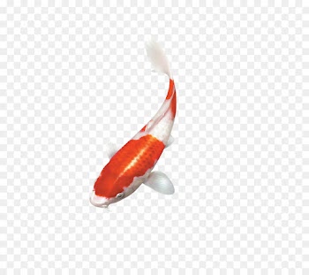 Koi, Panda Telescope, Butterfly Tail, Orange PNG