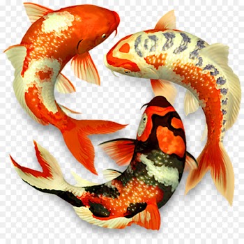Koi pond 3D computer graphics macOS - koi 