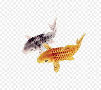 Koi pond Carassius auratus Fish - fish 