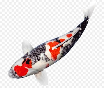 Koi pond Niigata Prefecture Aquarium Carp - koi 