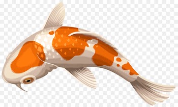 Koi Showa Goldfish Clip art - gold fish 