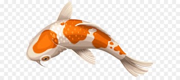 Koi Showa Goldfish Clip art - White and Orange Koi Fish Transparent Clip Art PNG Image 