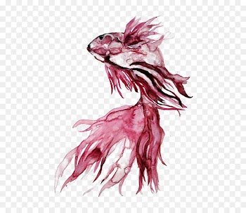 Koi Siamese fighting fish Carassius auratus Watercolor painting - Watercolor fish 