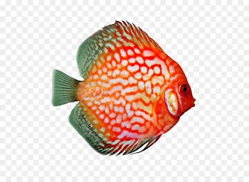 Koi Underwater World Qingdao （South Gate） Angelfish Goldfish Discus - Discus fish 