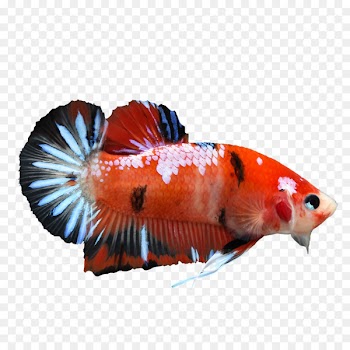 Koi Veiltail Siamese fighting fish - Betta PNG Pic 