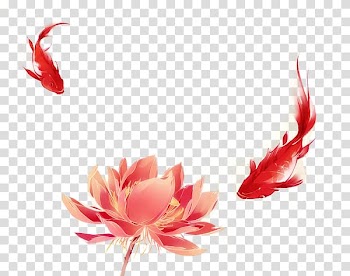 Koi Watercolor painting Illustration, Red lotus and carp transparent background PNG clipart