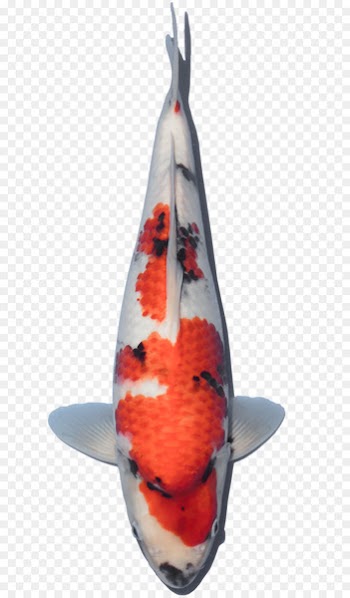 Koi YouTube Farm Our Harvest - koi fish 
