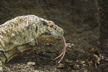 Komodo Dragon Split Tongue