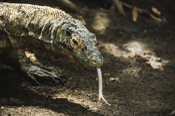 Komodo Dragon Sticking Out Split Tongue