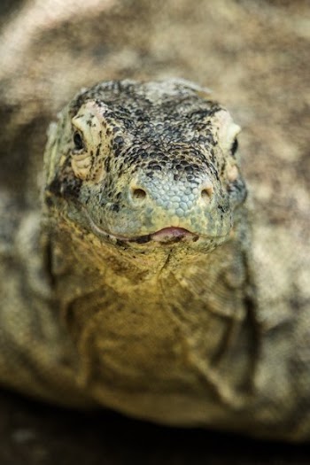Komodo Dragon Straight On