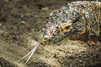 Komodo Dragon Tongue