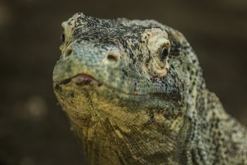 Komodo Looking Back At Me